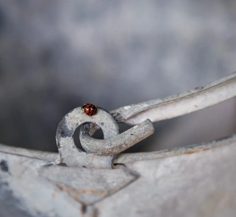 0003 &ndash; 2014 &ndash; Old Parsonage Hotel &ndash; Oxford &ndash; Low Res &ndash; Garden Bucket Ladybird &ndash; Web Feature