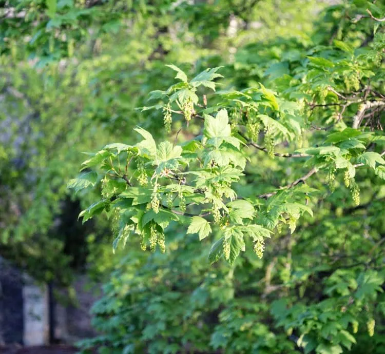 0014 &ndash; 2014 &ndash; Old Parsonage Hotel &ndash; Oxford &ndash; Low Res &ndash; Garden Greenery Church &ndash; Web Feature